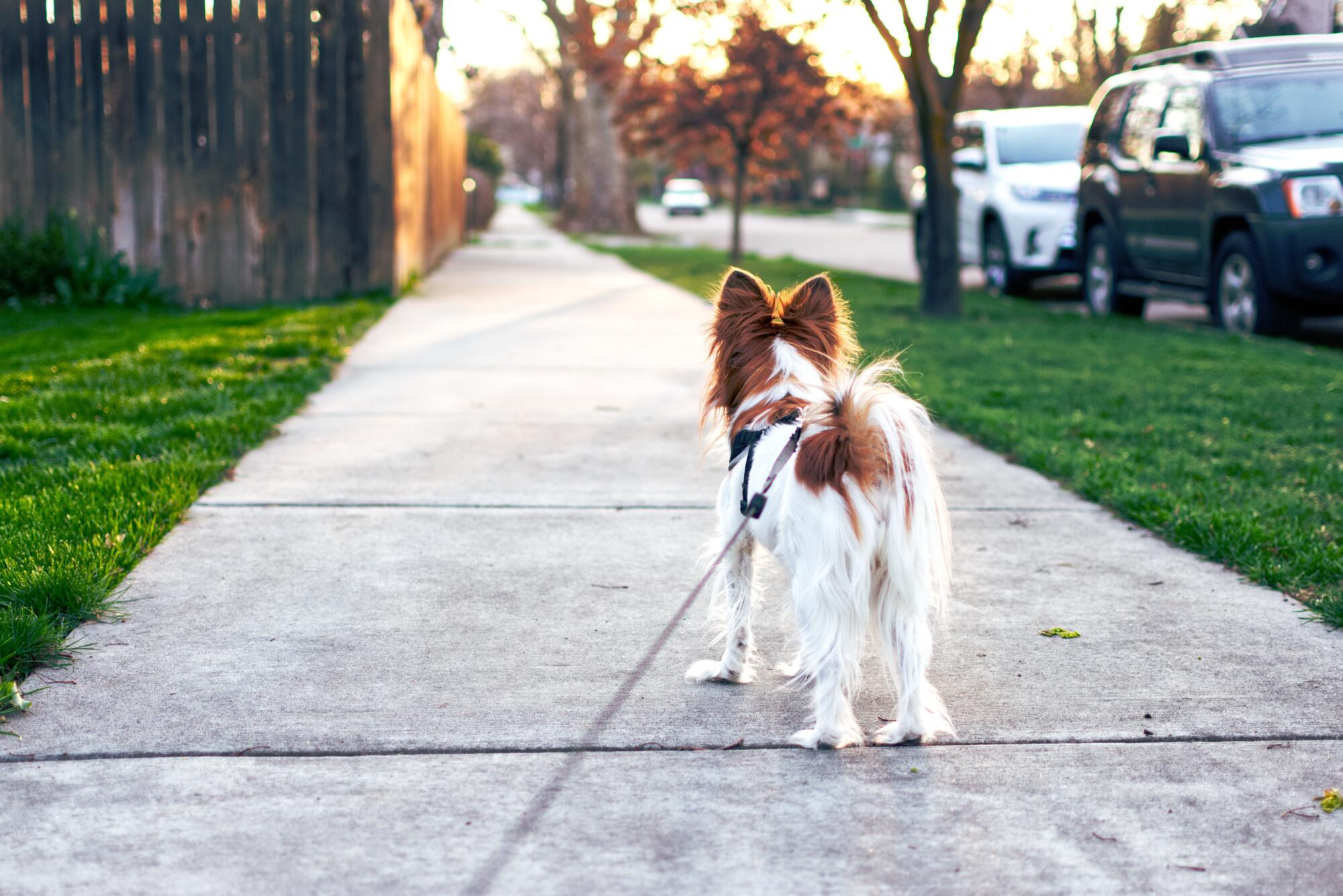 5 Benefits of Pets in a Community in Jessup, MD